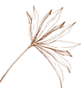 Leaf Graphic__Branch Right Facing