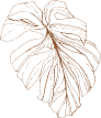 Monstera-sm