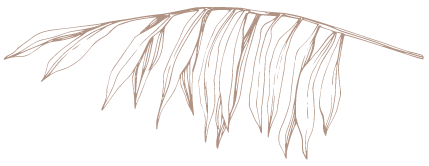 PalmHalf_Left